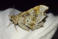 Macaria alternata