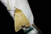 Mythimna pallens