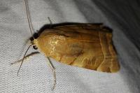 Noctua fimbriata