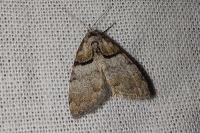 Nola cucullatella