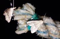 Schrankia taenialis