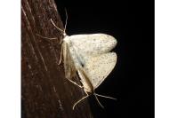 Idaea seriata