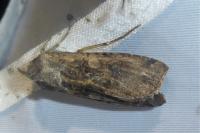 Peridroma saucia