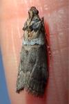 Acrobasis legatea