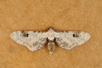 Eupithecia centaureata