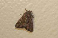 Mniotype solieri