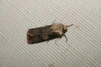 Agrotis puta