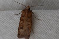 Agrotis trux