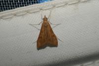 Antigastra catalaunalis
