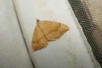 Camptogramma bilineata
