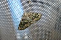 Cleorodes lichenaria