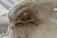 Dysgonia algira