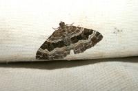 Epirrhoe alternata