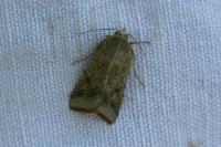 Helicoverpa armigera