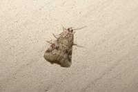 Hellula undalis