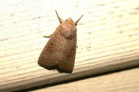 Hoplodrina ambigua