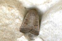 Hoplodrina ambigua