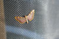 Hypsopygia costalis