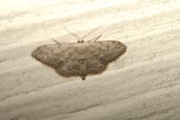 Idaea seriata