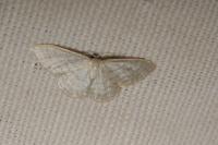 Idaea subsericeata