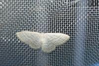 Idaea subsericeata