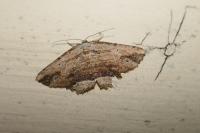 Menophra abruptaria