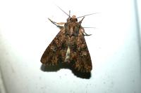 Mniotype solieri