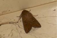 Mythimna albipuncta