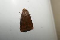 Noctua janthe/janthina