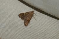 Nomophila noctuella