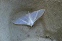 Palpita vitrealis