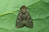 Mniotype adusta