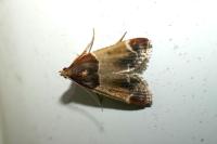 Pyralis farinalis