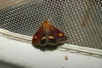 Pyrausta aurata