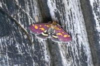 Pyrausta purpuralis