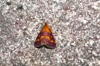 Pyrausta purpuralis