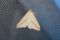 Rhodometra sacraria