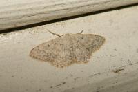Scopula marginepunctata