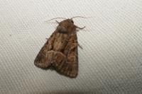 Thalpophila matura