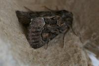 Thalpophila matura