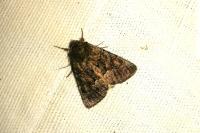 Thalpophila matura