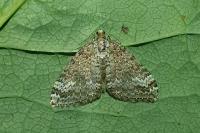 Perizoma hydrata