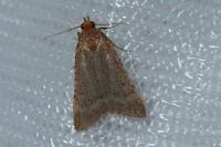 Bostra obsoletalis