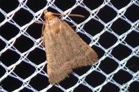 Bostra obsoletalis