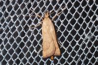 Synaphe punctalis