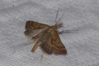 Synaphe punctalis