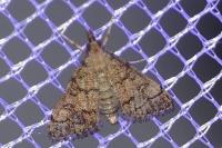 Metasia cuencalis bourgognei
