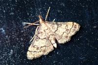 Metasia cuencalis bourgognei