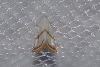 Eublemma pura