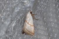 Eublemma pura